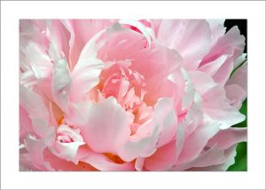 5x7 Photo Card: Peony Light Pink