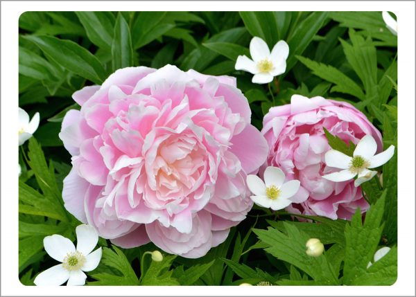 Boxed Gift Enclosures: Peonies Two (Box of 5)