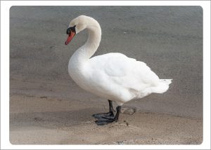 Boxed Gift Enclosures: Swan on Shore